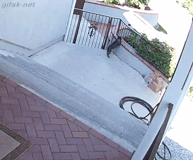 这狗能处，有事儿真上