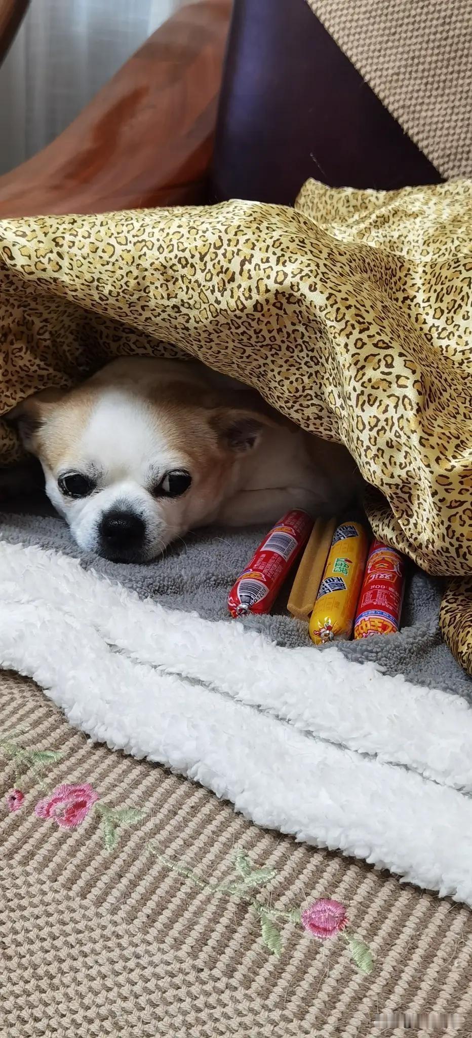 你看这俩家伙活的多安逸啊！往那一趴，小眼睛眨巴眨巴的看着你，吃完鸡肝，吃香肠，