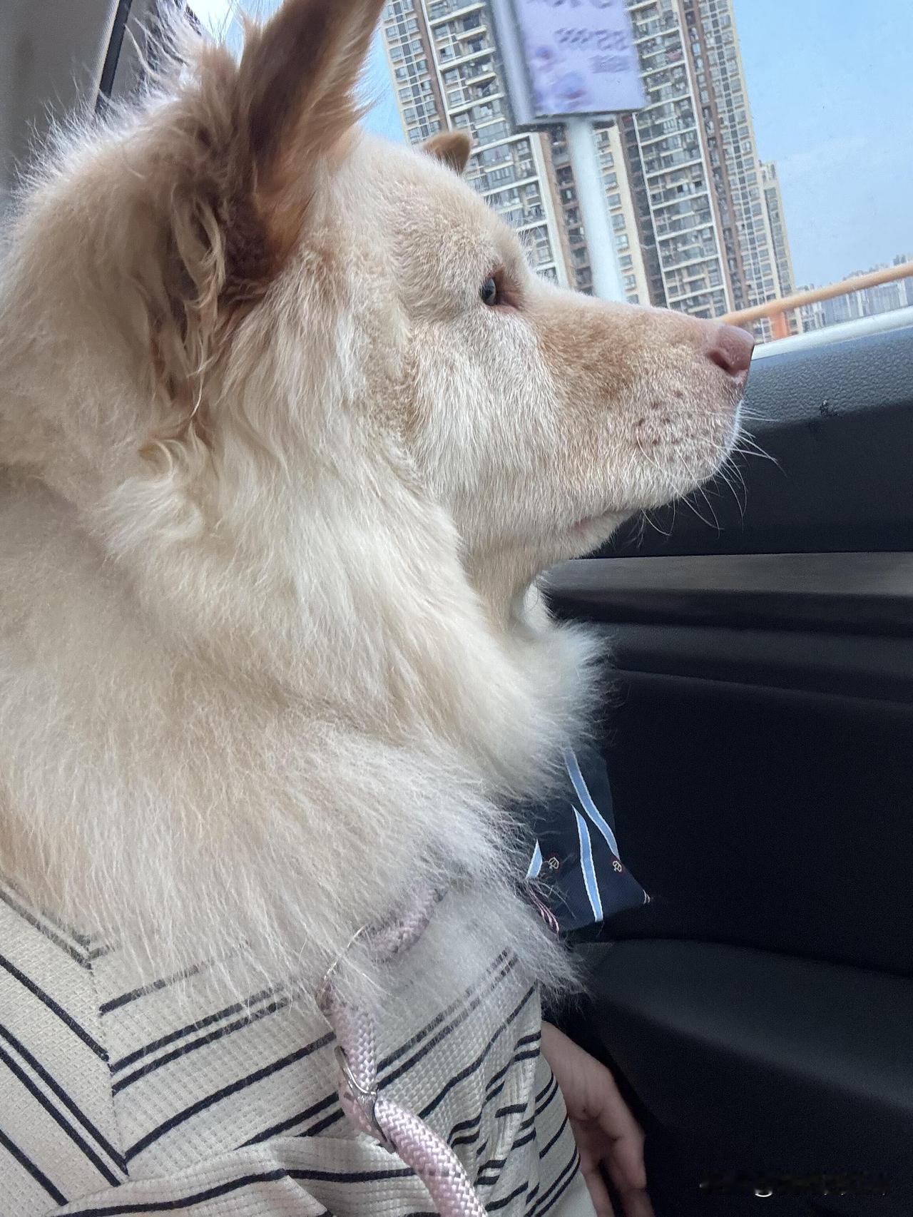 带狗回家过年一路上受够了司机的窝囊气今天带狗回家过年，第一个司机到县城，因为带