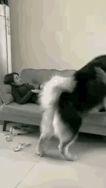 有些女生都爱养大型犬类并且恩爱有加狗狗们提供了陪伴娱乐等情绪价值人类也能从