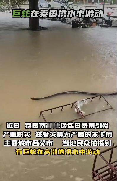 泰国南部遭遇了最严重的洪灾，这场灾难不仅让无数家庭流离失所，还意外带火了一个让人