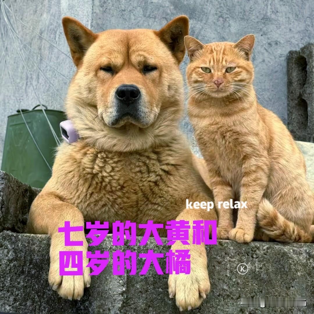 贵州的一位宠物女博主，家里养了一只大黄狗，和一只大橘猫。女博主每天都会更新一条大