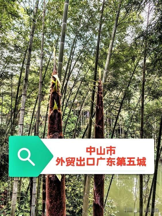 在2026年1-3月的外贸出口排名里，中山市位居全国第28、广东第五。中山的