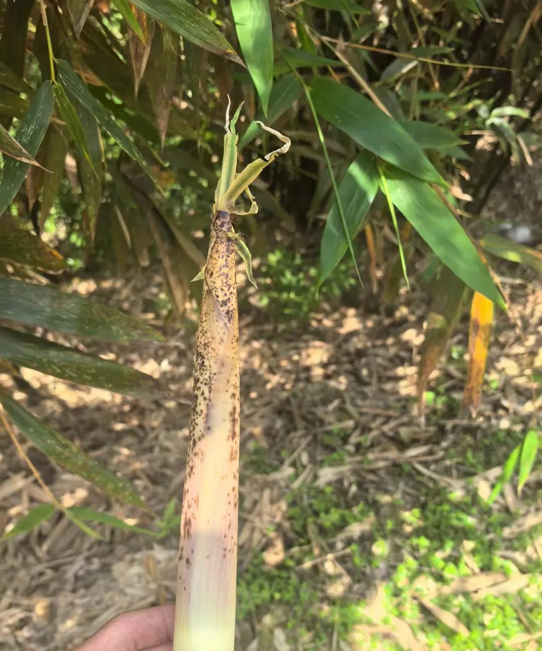 家庭温馨的三大生肖家庭温馨与否和生肖有关？这听起来有点玄乎，但也挺有趣。像生肖