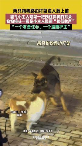 “谁能想到啊！”湖南，两只狗狗在路上突然打起来，围观的大人都不敢上前，没想到人群