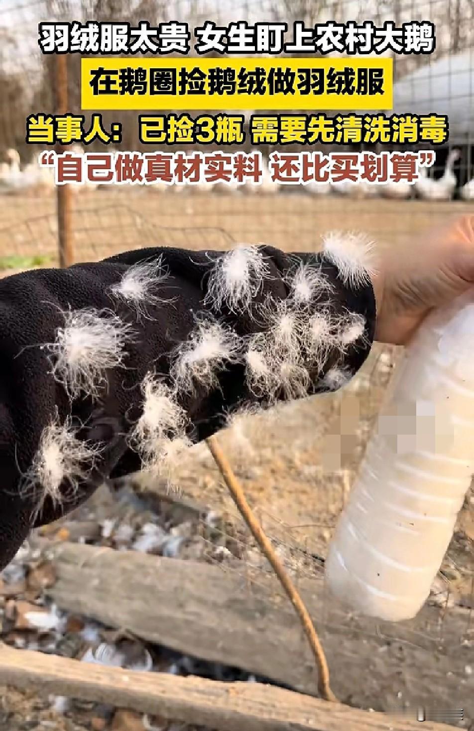 笑喷了！羽绒服太贵，江苏女生蹲鹅圈捡鹅绒自制，直言真材实料更划算现在买