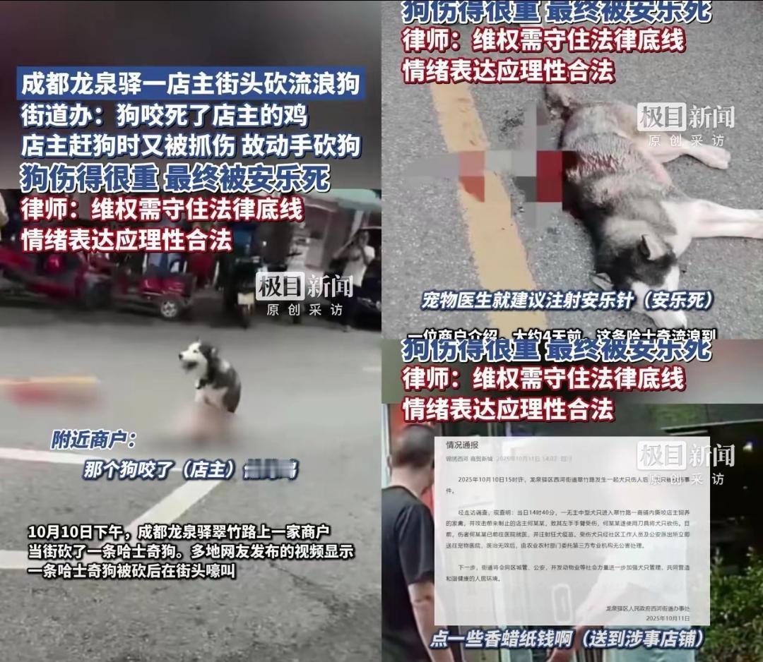 成都砍狗的事，越扒越窝火！10号下午，龙泉翠竹路的店主，当街砍了条戴项圈的哈士