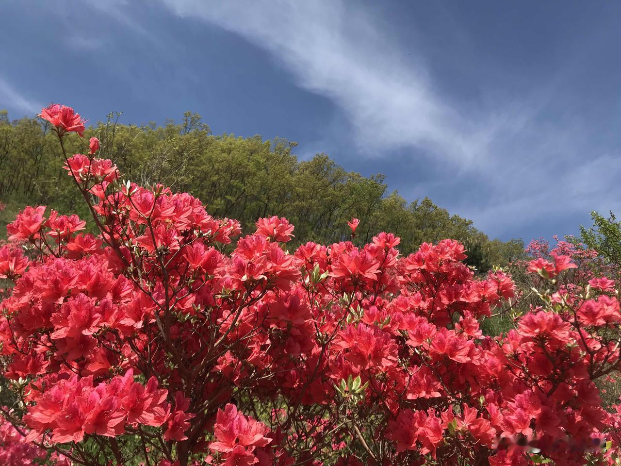 万山红遍，九仙山最美時刻。4月的九仙山，映山红进入盛花期，粉红色的杜鹃花遍布山野