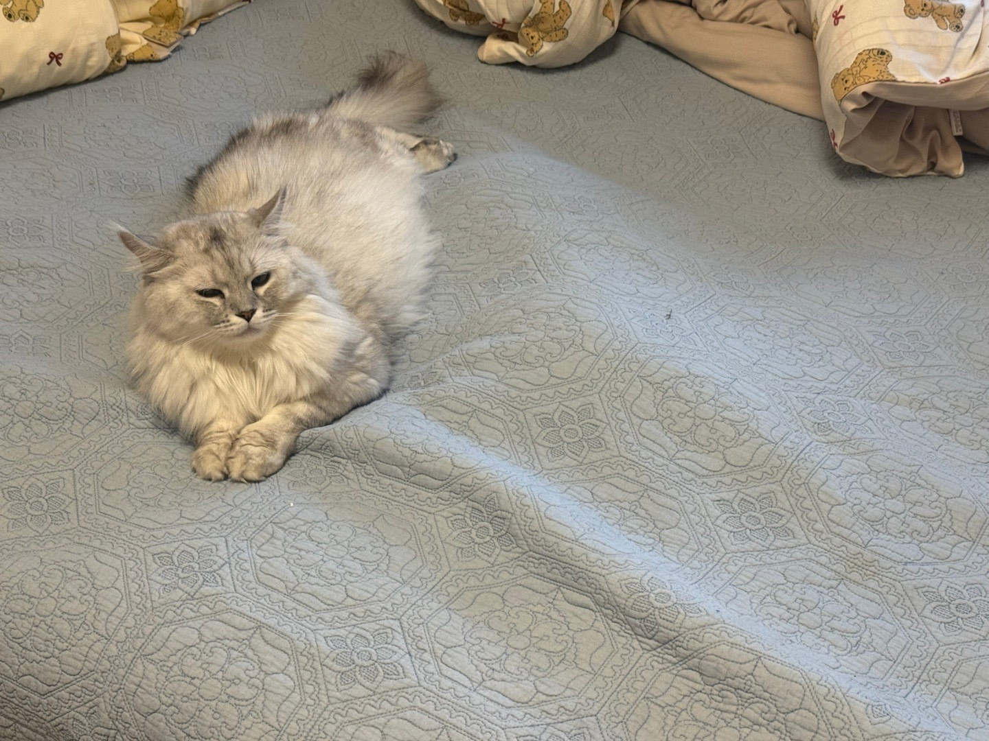 带猫猫回家过年啦～