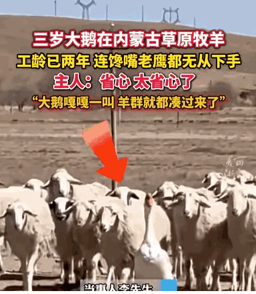 谁能想到？内蒙古一只大鹅靠“搞事业”躲过铁锅炖，硬生生把自己活成了“编制内”牧羊