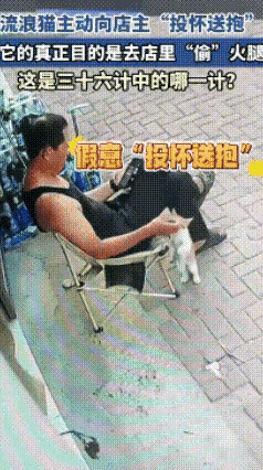 小猫咪使用了美猫计、声东击西、走为上计，成功得到香喷喷的火腿。聪明的小猫咪，为