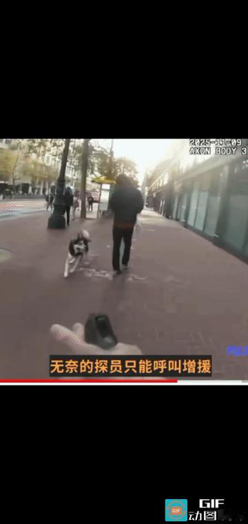 在美丽国，养狗可能把命搭上！要是你出门遛狗，手里没攥着那根绳，好巧不巧被警