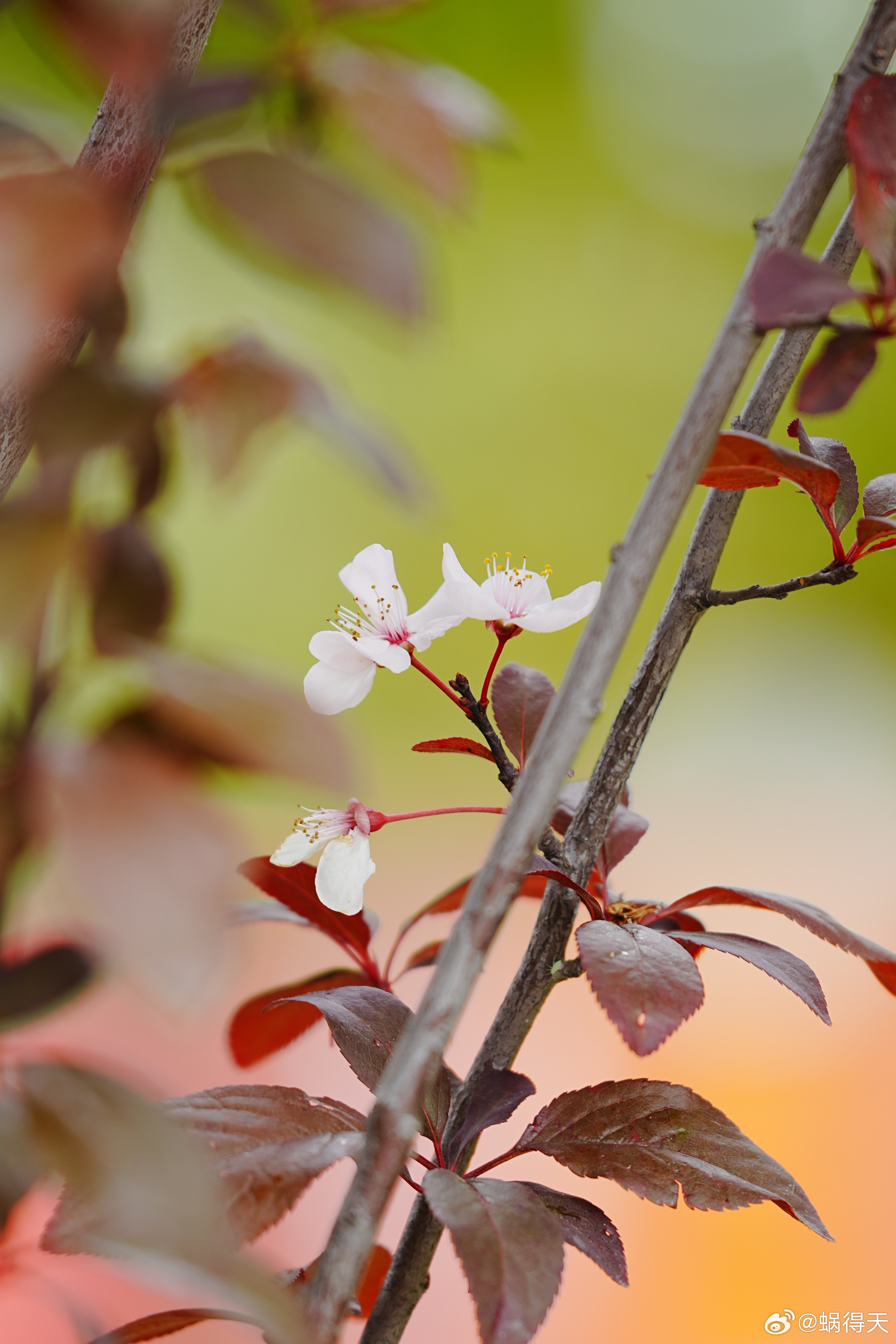 没来得及拍到盛开的紫叶李，只有这点了蜗的摄影日记