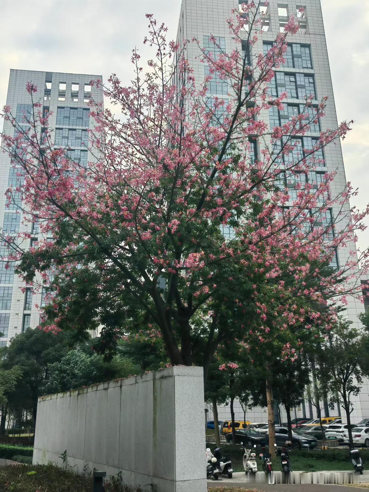 父母给孩子买房几点建议：1.首付必须走孩子专属银行卡别直接把钱转给开发商！