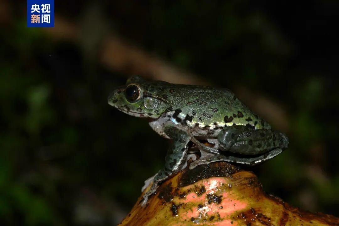 中国青年报9月21日报道，国际学术期刊《BiodiversityDat