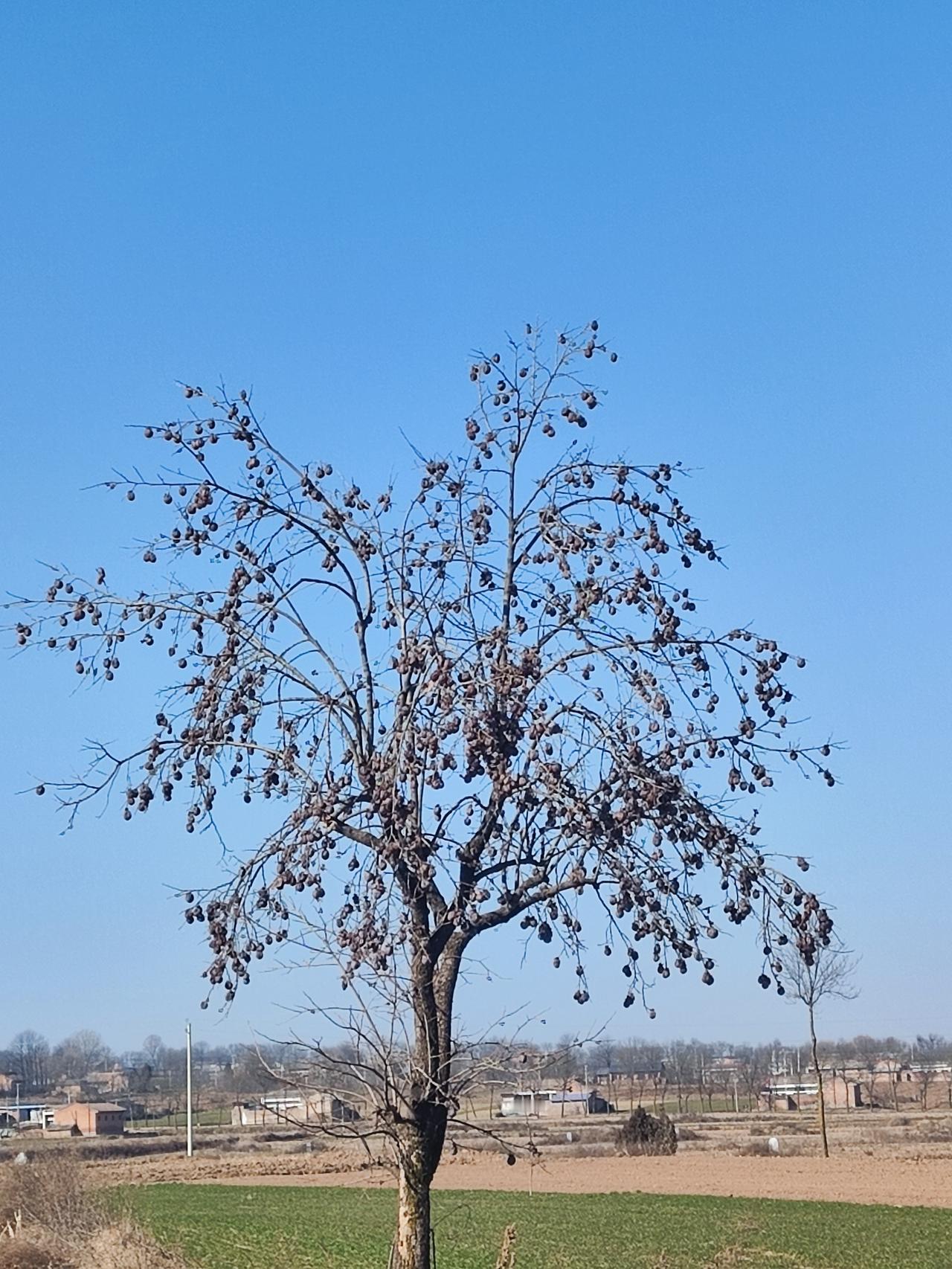 农村景象。柿子挂在树上是没人收的，寒冬侵袭，红灯笼是会变成黑灯笼的。房子建起