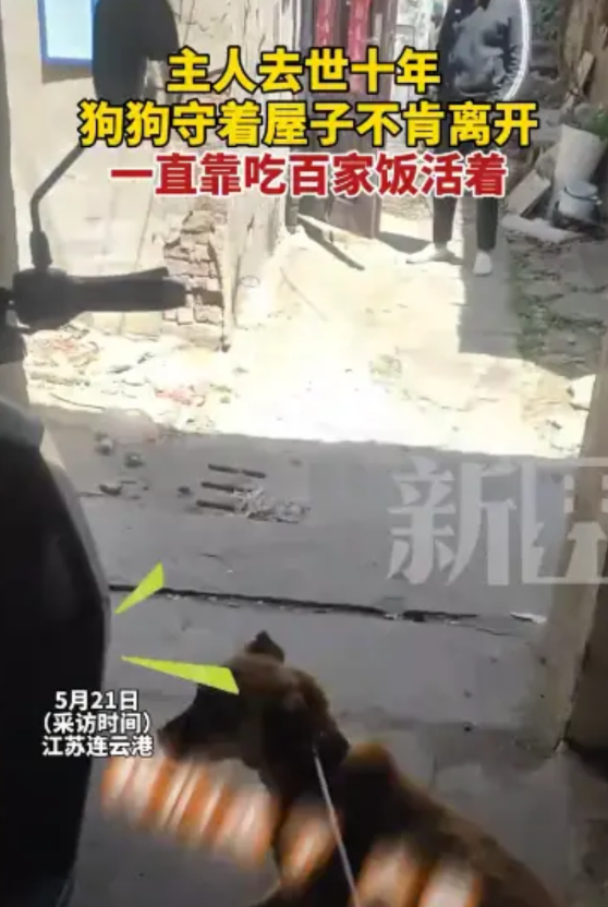 “狗狗太忠诚！”2025年5月，江苏连云港，一狗狗生病被兽医拉走，可它却怎么也不