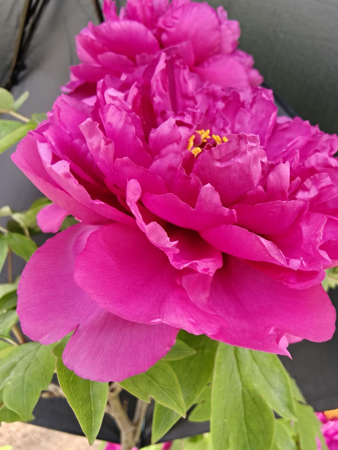 今天，孙女的一句话让我一时语塞。她用自己的手表手机给我打视频电话，问道：“奶奶，