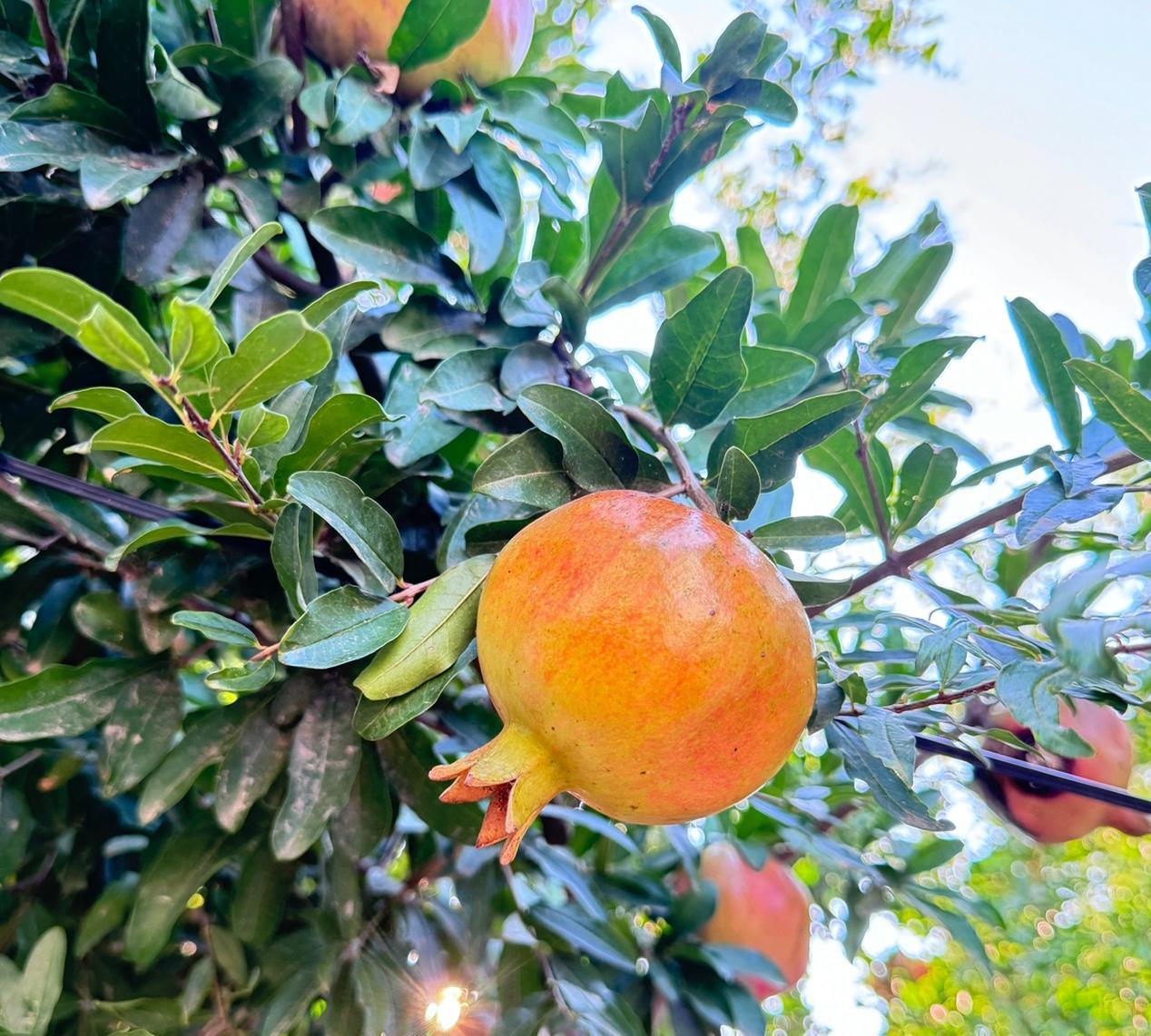 很开心[烟花][烟花][烟花]我的小作文又能展现了，我的号还在，又回到了一