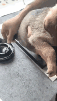 果然强者从不抱怨环境，小狗都能写字