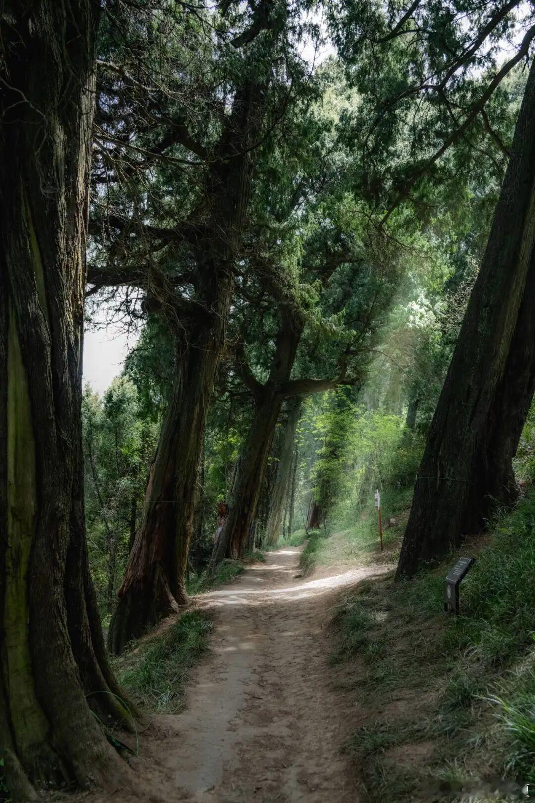 说起蜀道，你最先想到的一定是李白那句“噫吁嚱，危乎高哉！蜀道之难，难于上青天！”