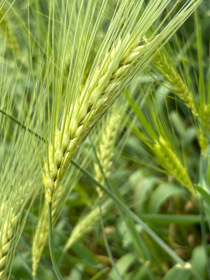 小麦🌾