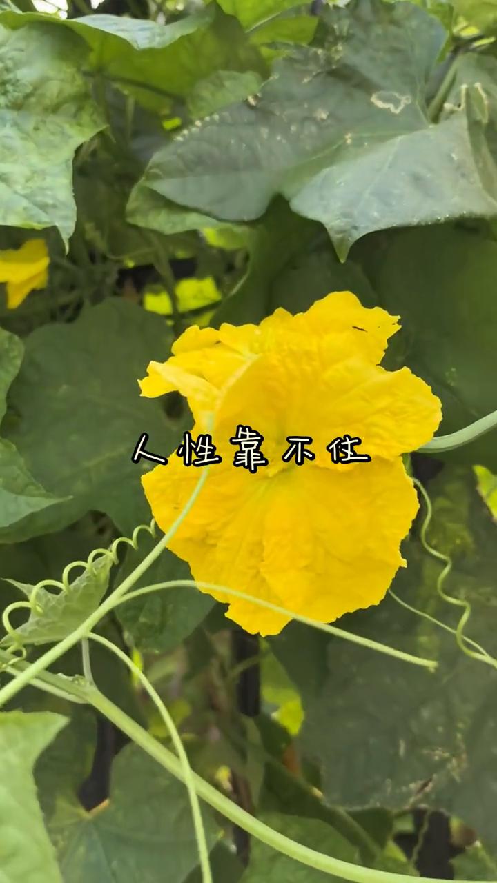 人性靠不住。千万不要把晚年想象的太过美好、太过理想化。告诉你一个残酷的现实，谁
