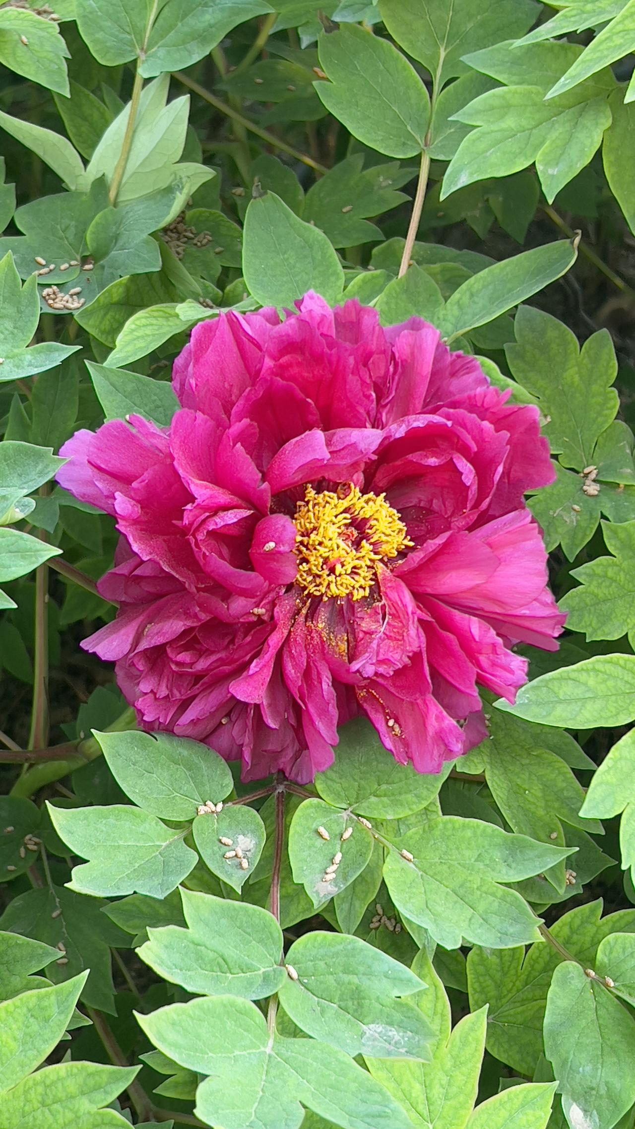分享美丽花朵北京太阳宫赏花：惊艳的牡丹花，绽放出绚烂的色彩！春日赏花时刻雍容典