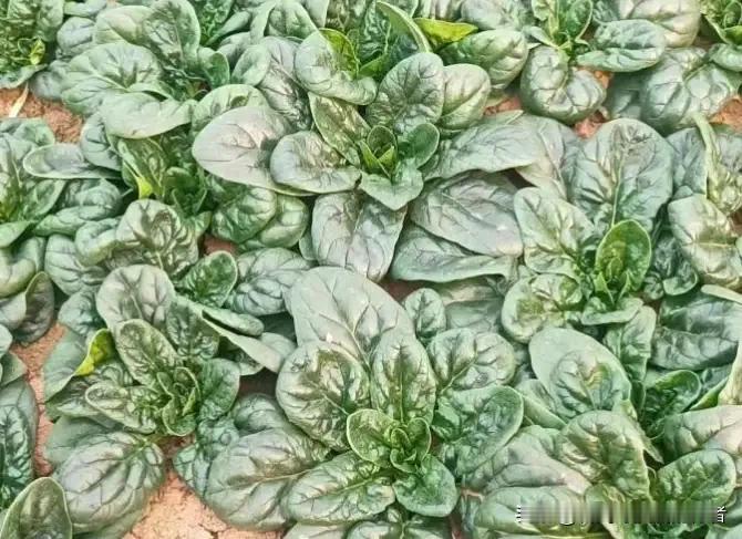 大雪封路的日子，最馋那口热乎的下火锅的菠菜。听说河南“趴地菠菜”最近火了。雪