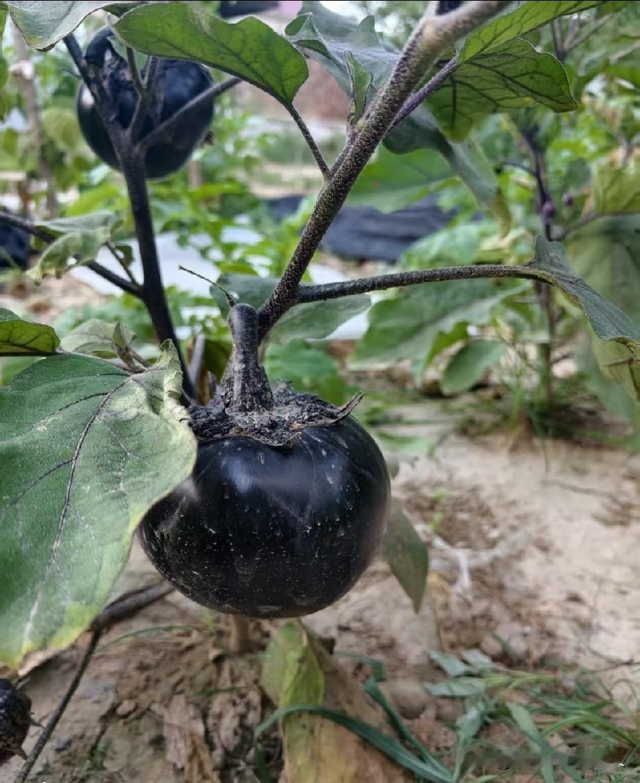 我在牡丹江狗市买过这种茄子，圆嘟嘟的，不过称，6块一个，得有一斤多。口感好
