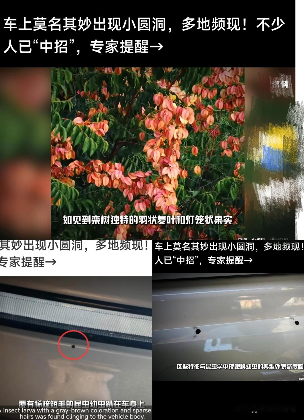 爱车停树下，莫名出现小圆坑？不少车主踩坑，一开始都误会是人为砸的，真正元