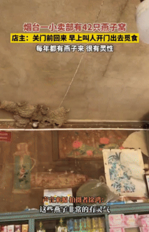 好有爱！山东，一大爷坚持开老式商店20多年了，一共有42窝燕子在屋里做窝，大爷不