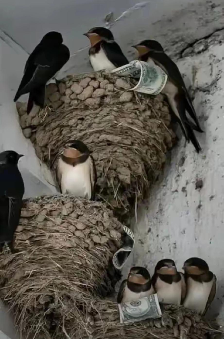 富贵人家从不筑燕子窝，老祖宗早讲清其中玄机：若家中出现燕子，实则是在提醒你这2件