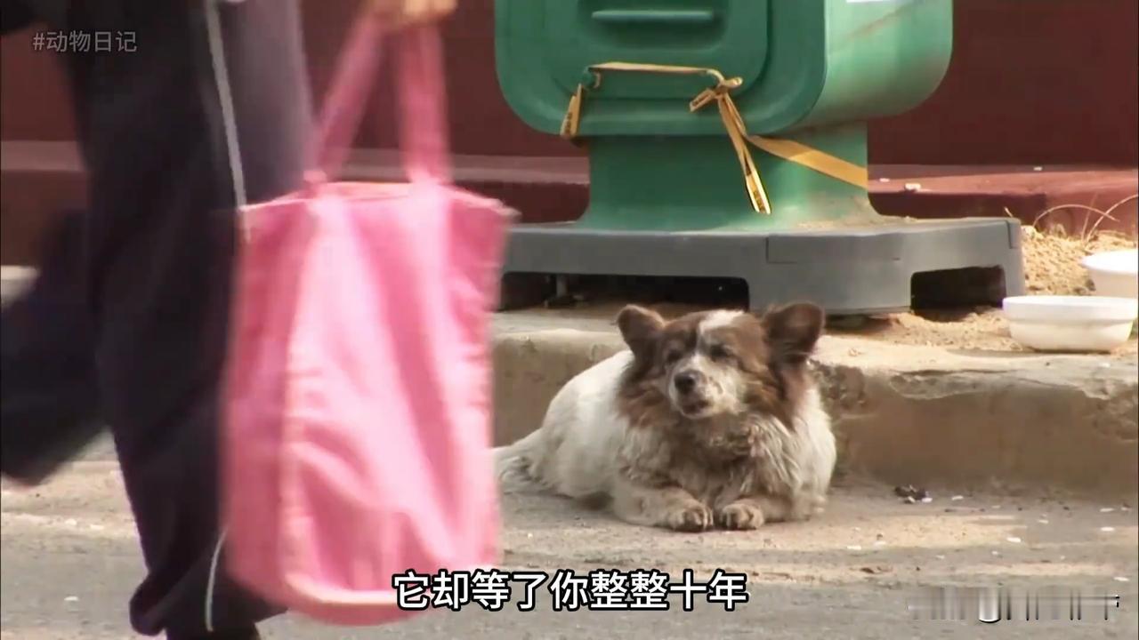 哎呀妈呀老铁，看完这故事我这心啊，揪着疼，眼泪压根止不住！就这么一只小狗，主人随