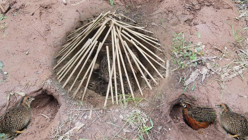 鹌鹑养殖技术视频(家庭鹌鹑的养殖方法)_土豆