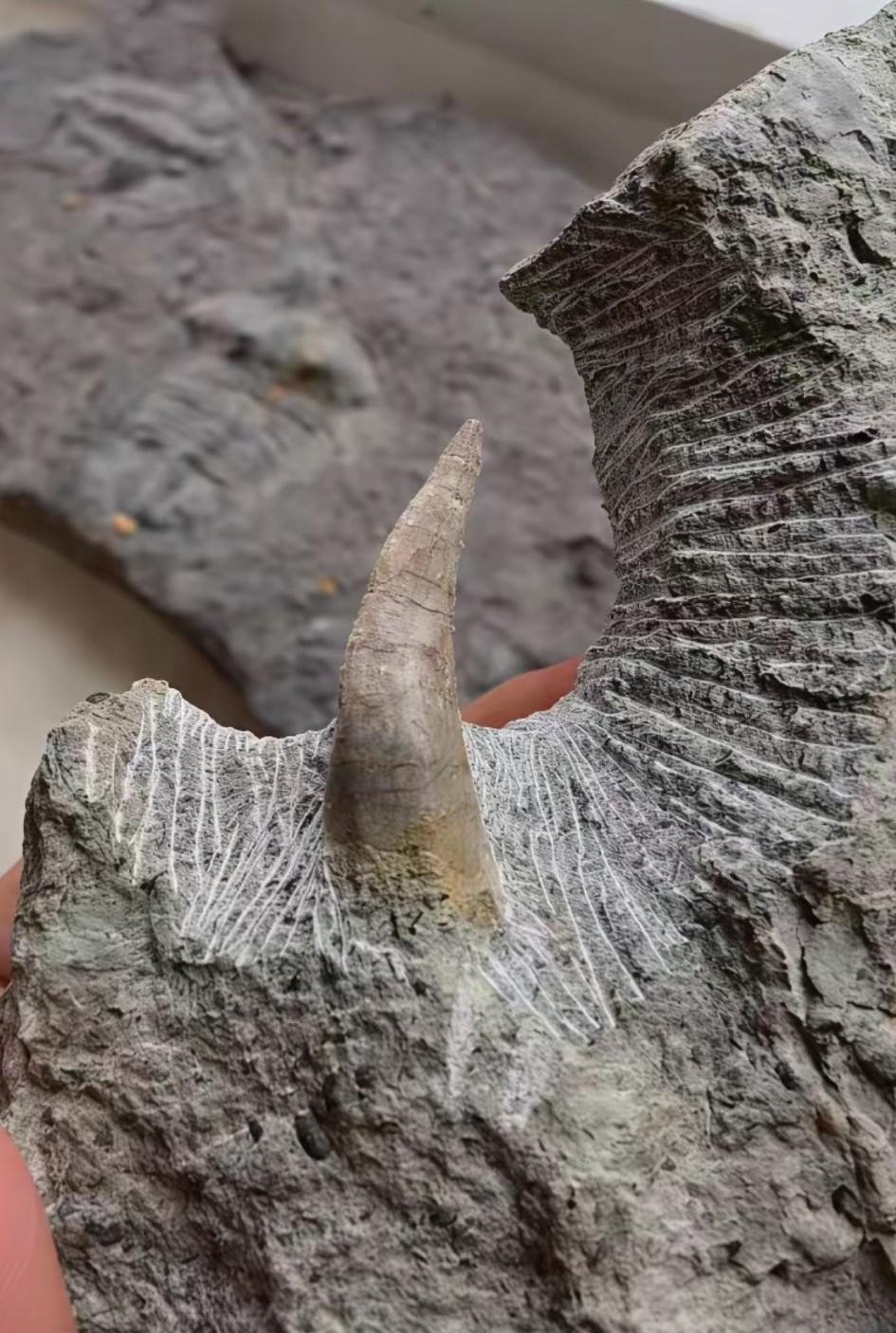 这个看上去像是从竹子根部生长出来的“植物”究竟是什么呀？不得不说，大自然实在是太