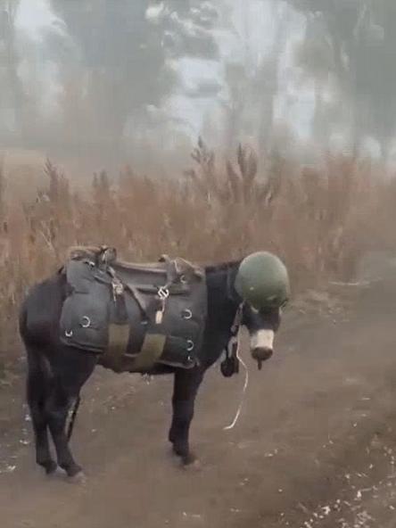 俄军“战驴”运输队，已经出现在俄乌前线！毛驴运输比较好，一次可以运输1个步兵小组