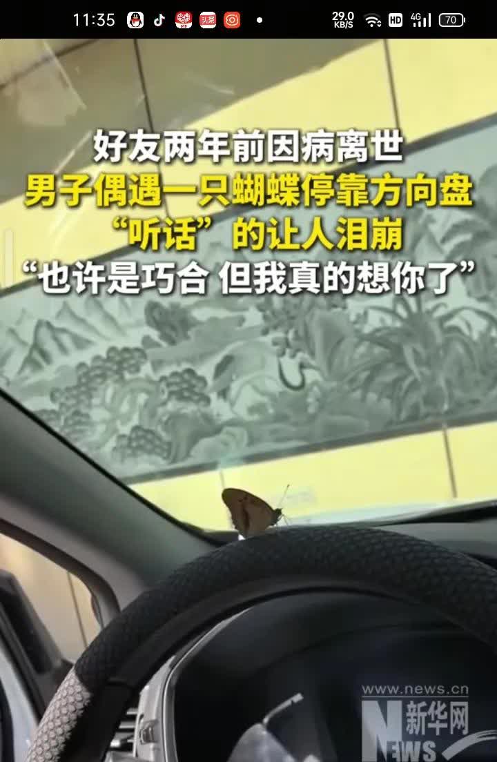 6月20日，辽宁沈阳。好友两年前因病去世，男子偶遇一只蝴蝶停靠在方向盘，蝴蝶听懂