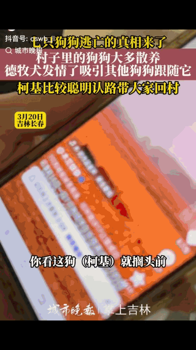 反转了！7只狗狗逃亡真相来了，据当地媒体现场采访，狗主人现身说法，七只狗并不是被