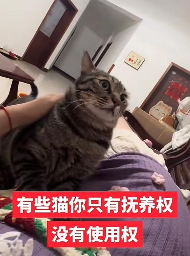 有些猫你只有抚养权没有使用权[doge]​​​