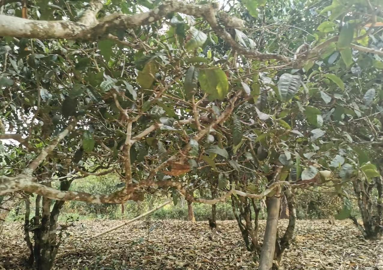 终于知道茶叶里的茶香怎么来的了每种茶树的品种不同，天生自带的独特香气也就不同，