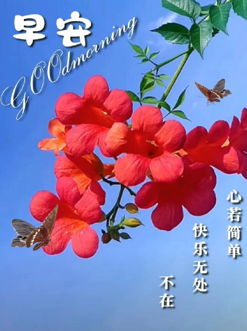 [玫瑰]早上好[玫瑰]心若简单快乐无处不在最好的生活也许就是忙有所值闲