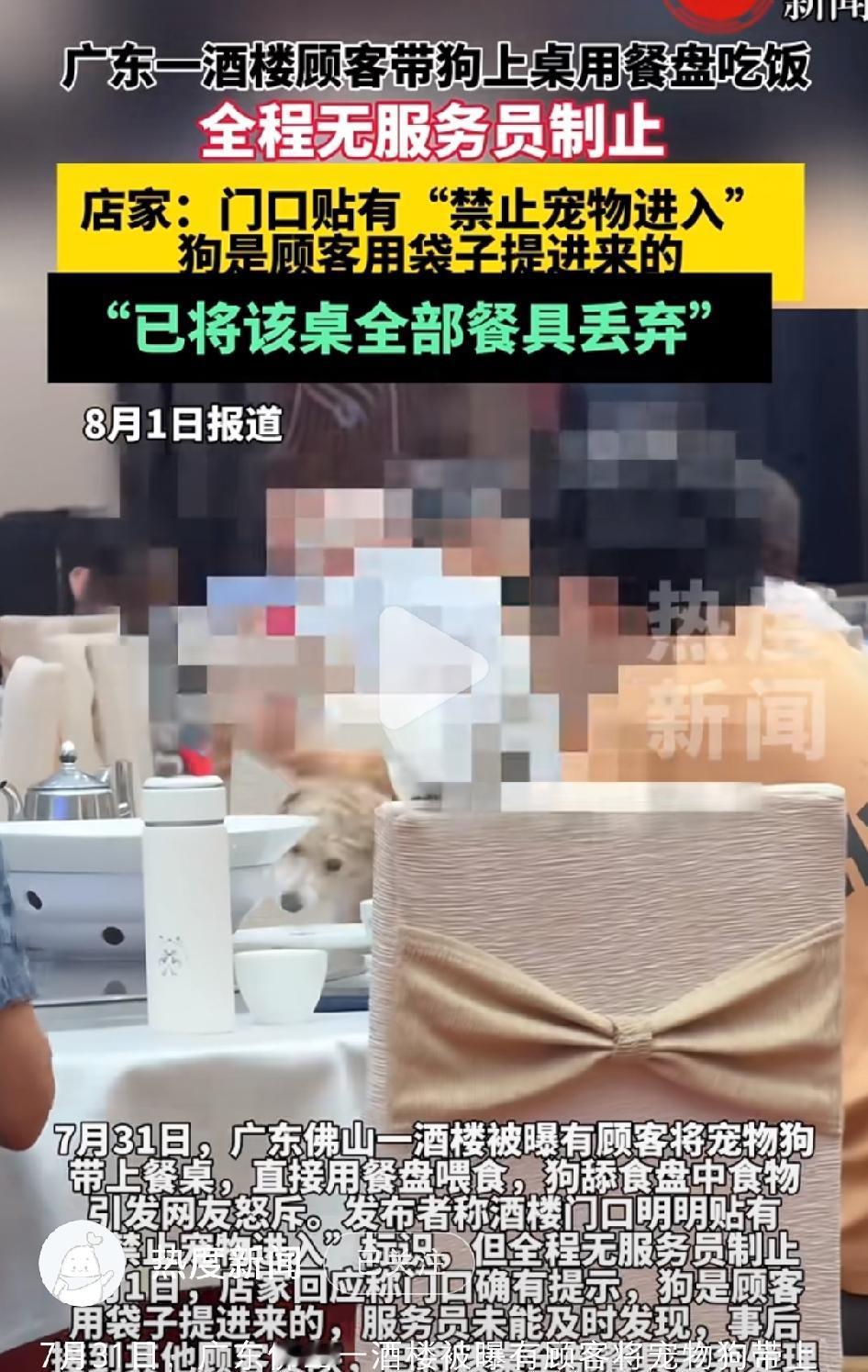 7月31日，广东佛山，有宠物狗明目张胆的上桌吃饭，舔食盘子中的食物，其动作之熟练