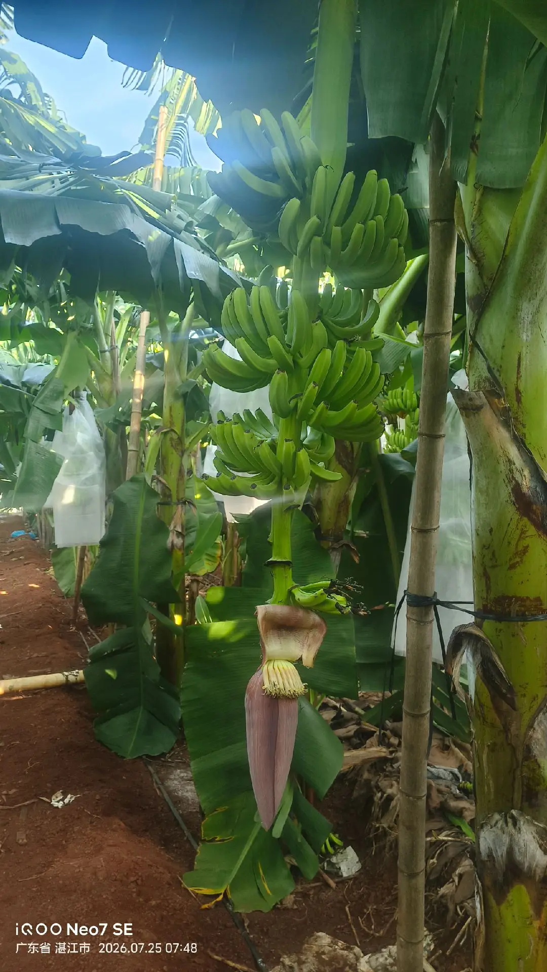 生态香蕉种植基地