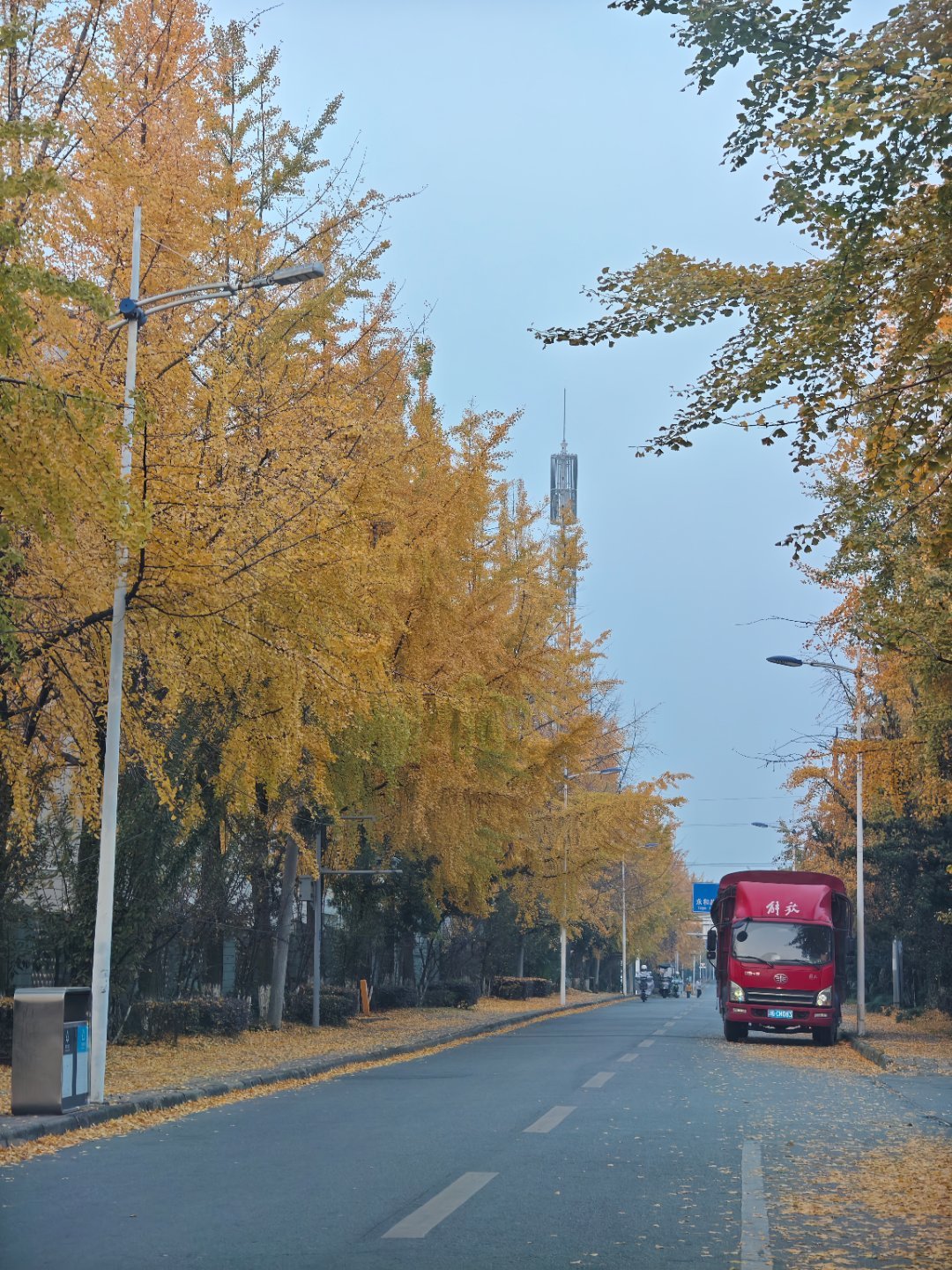 银杏又黄了，真漂亮啊