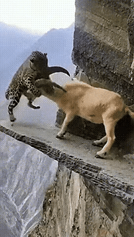 悬崖边的生死博弈一只岩羊正用角顶撞一只花豹，两者都身处仅容立足的悬崖窄道上，