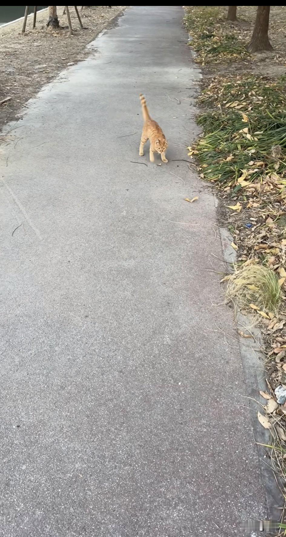 太惨了！这天一位小哥哥去公园散步，结果看到令人难过的一幕，一只走路都走不稳的流浪