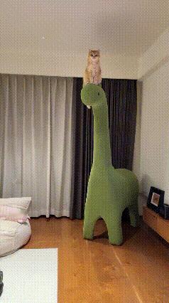 谁家橘猫把自己当“一家之主”了！😂刷到网友家的橘猫，直接把全家拿捏得死死