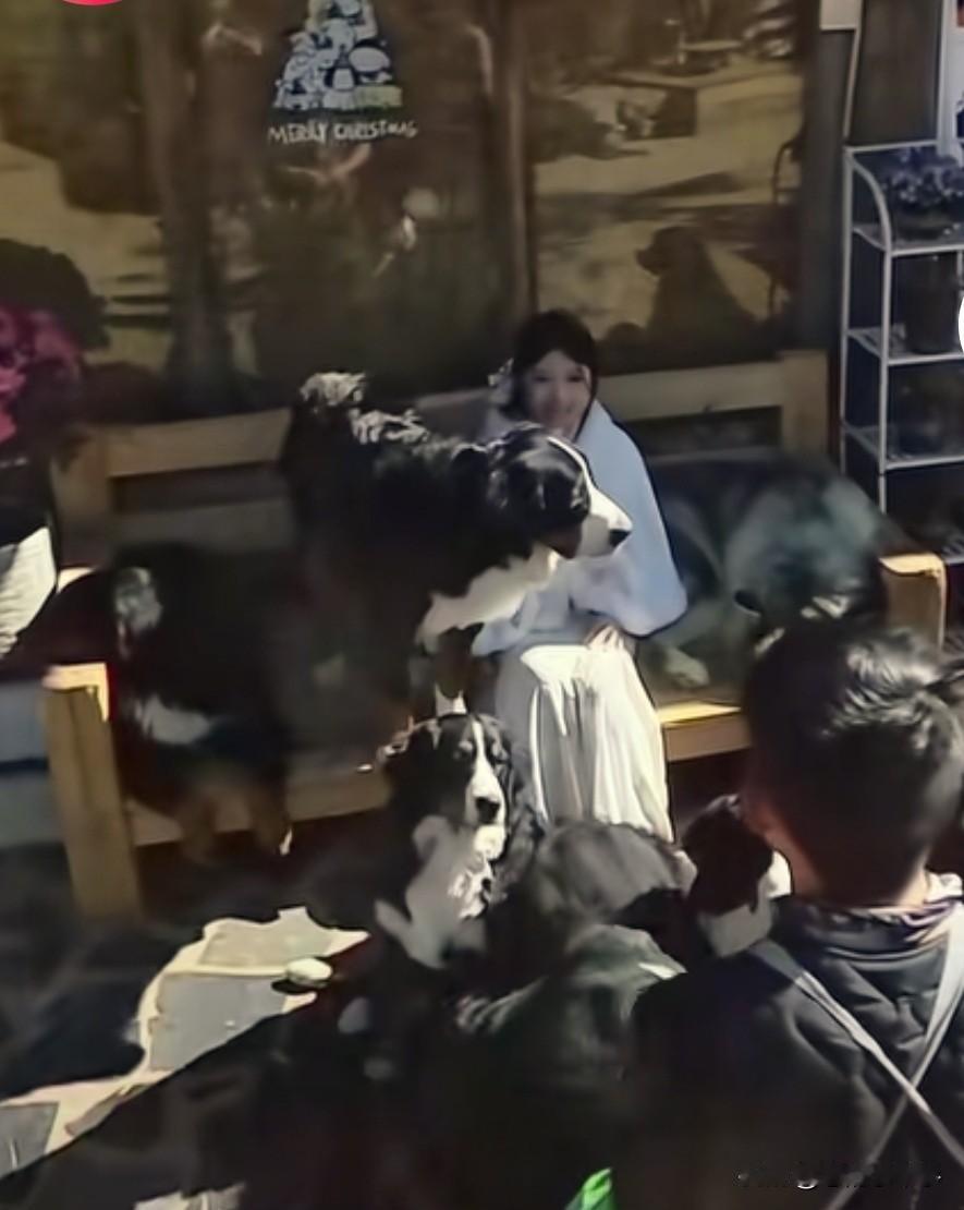 内卷都卷到狗子身上了。近日一场活动中，第一个狗子不摆造型趴在小姐姐身上。主人直