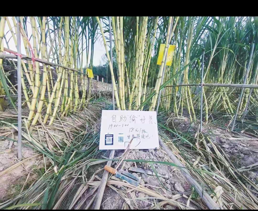 浙江老板把甘蔗地改成“可偷打卡点”，上百人深夜来“作案”，这脑洞也太会玩了吧！